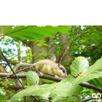 گونه سنجابک درختی Forest Dormouse 